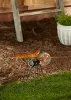 Solar Butterfly Glow Bug Figurine - Best Outdoor Garden Decor for Nighttime Glow